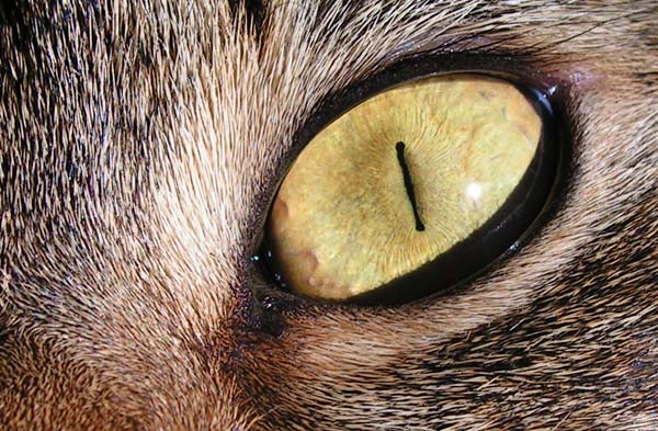 all seeing eye
