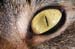 all seeing eye